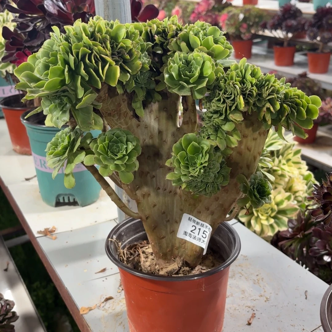 215绿羊绒缀化多肉植物