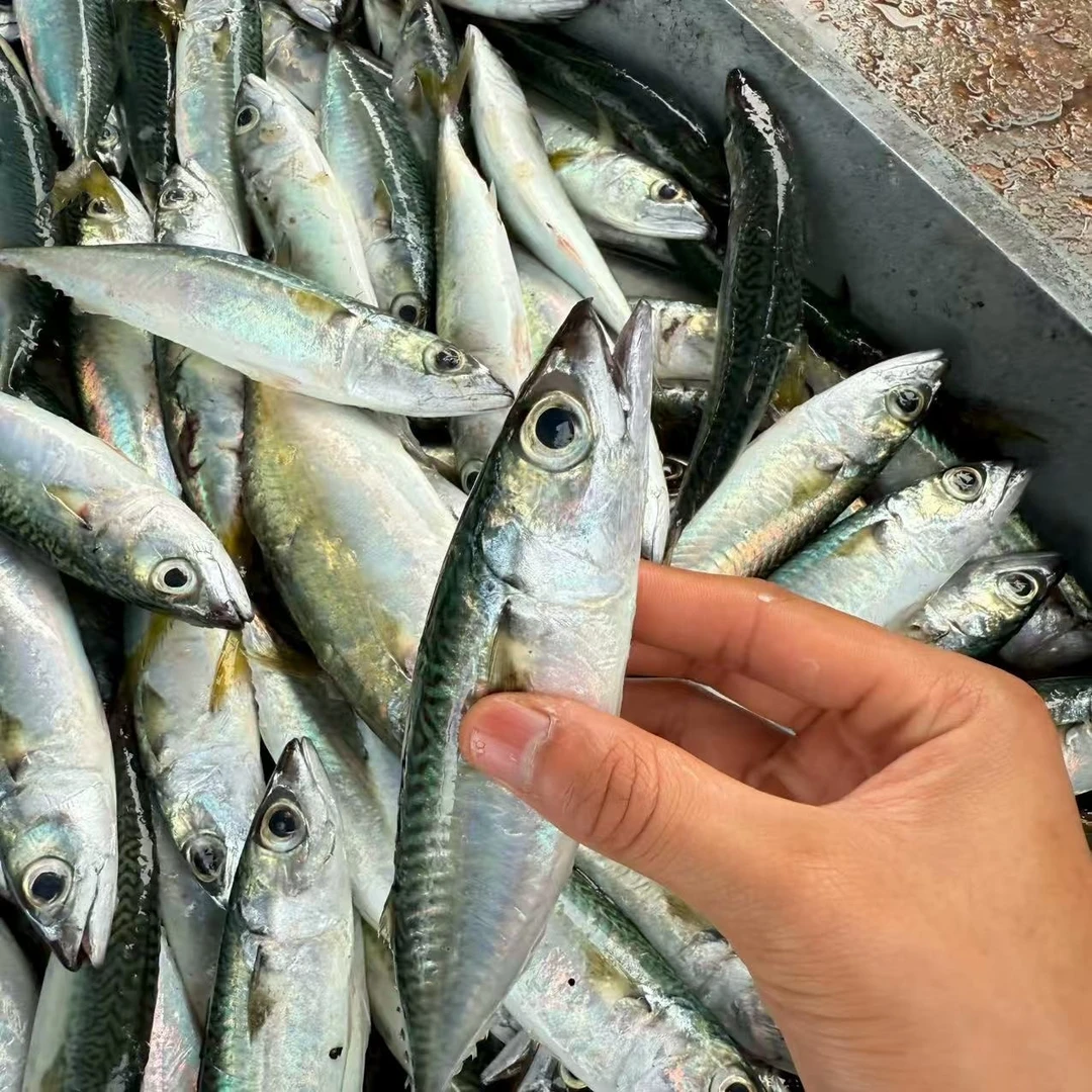 海门本港纯野生 灯照花仙鱼 清蒸 鱼饭 潮汕名鱼