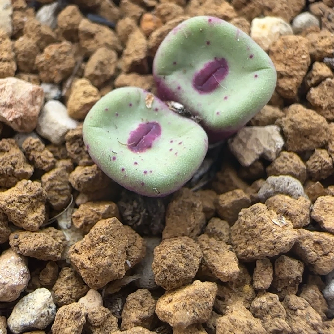 多肉植物外播SE大嘴21号