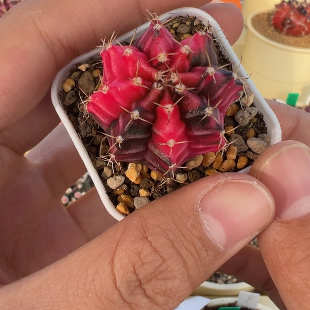 35 好看的米哈冲冲冲