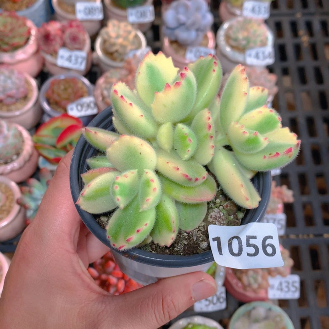 肉萌萌5cm拇指盆精控多肉 小彩熊