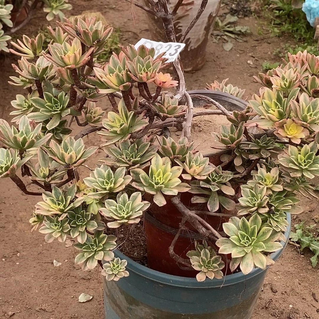 如***梦823甜茶多肉植物无售后