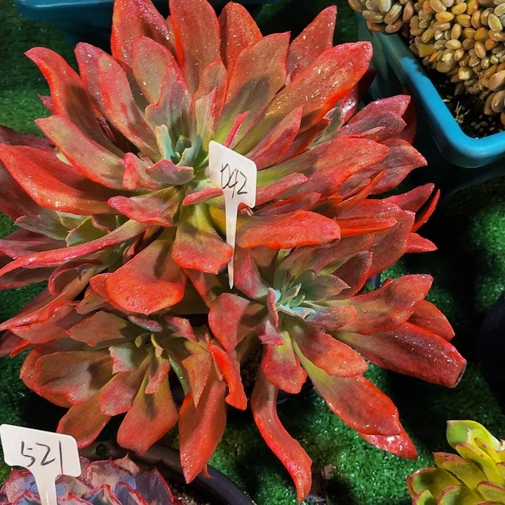 小***n丽娟花卉砖石锦手捧