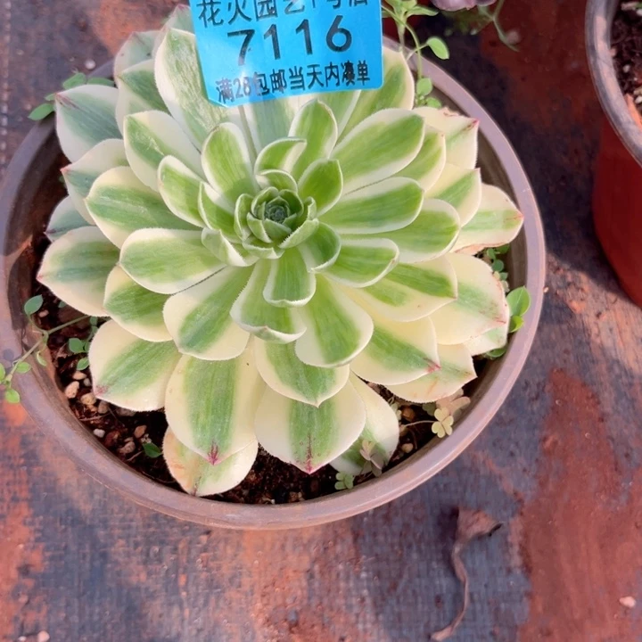 伊丽莎白7116多肉植物