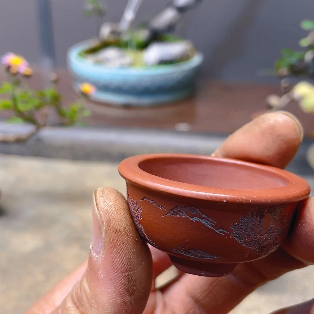 追****无花朵盆盆盆盆栽植物