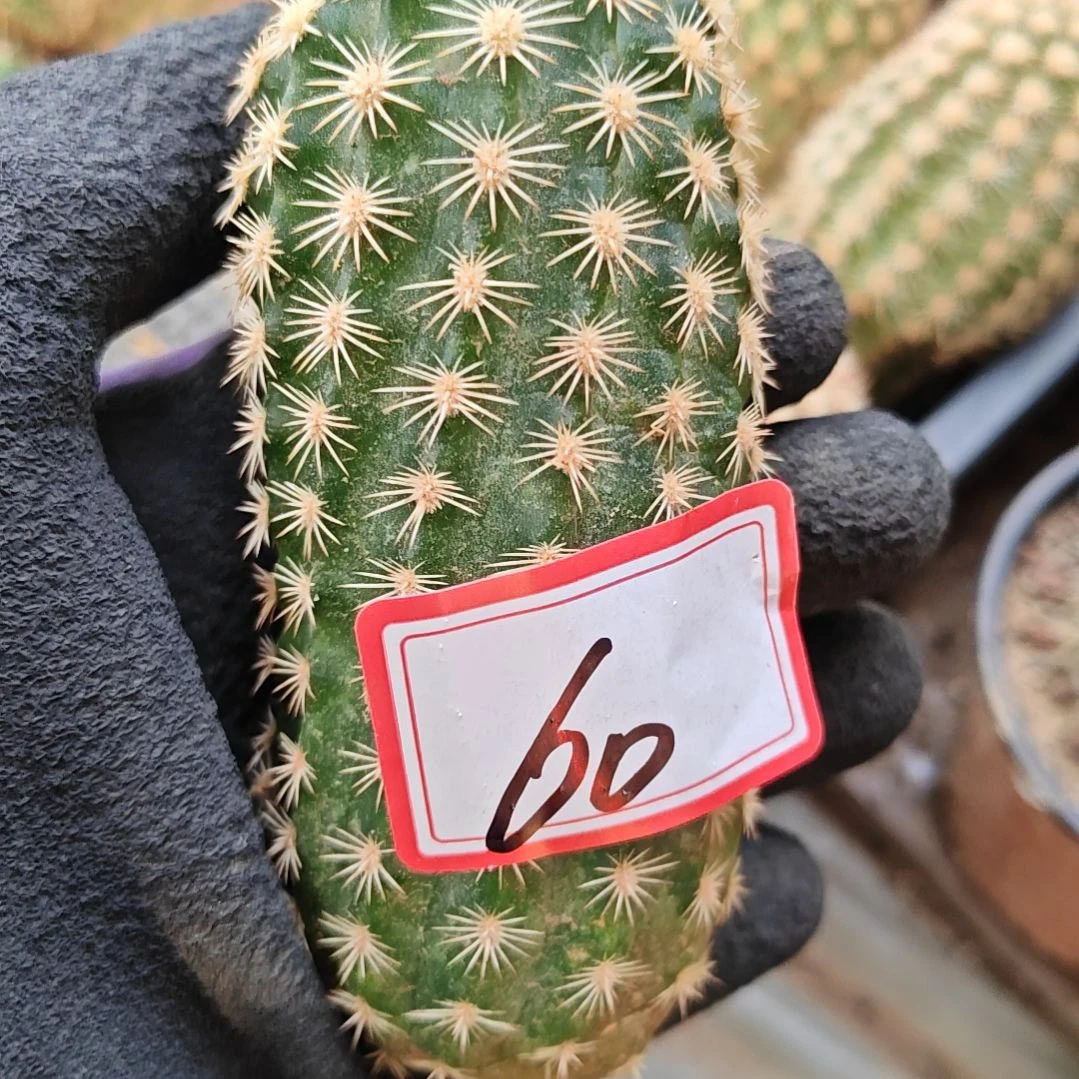 w***f皇冠虾侧芽大号福利60