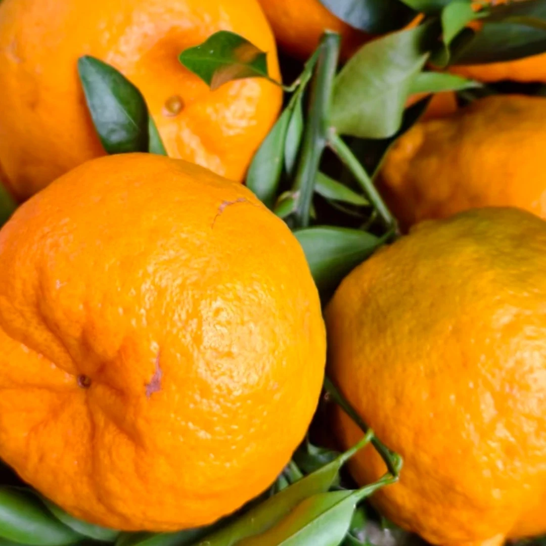 【小柯代销】庐山西海永修椪柑