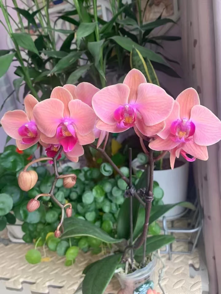 带剑瑕疵《开口笑》3.0寸蝴蝶兰，复古色系不带花（全场满20包邮发货）