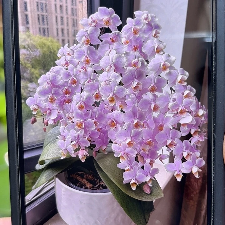 大部分开放少量花苞槟榔西施