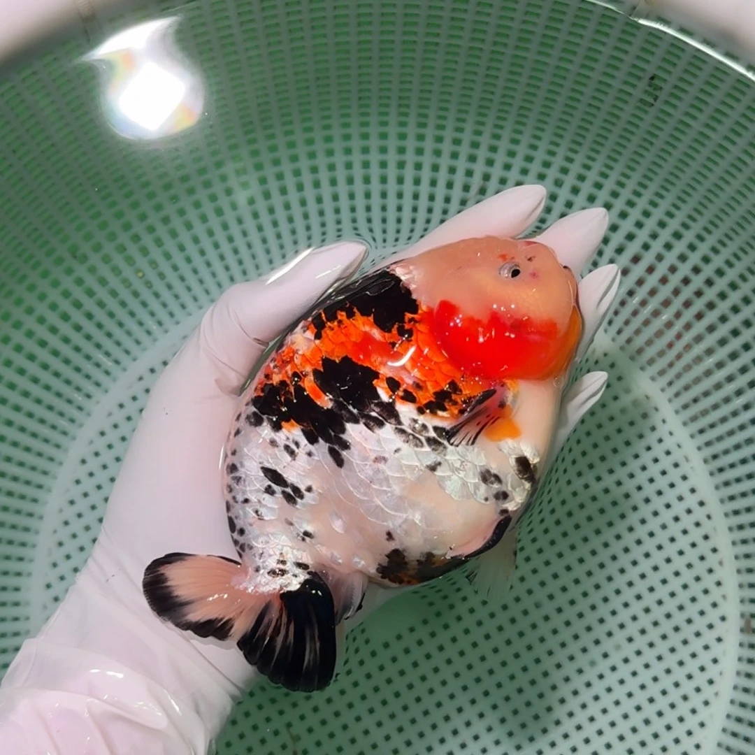 金鱼类不分公母14/15