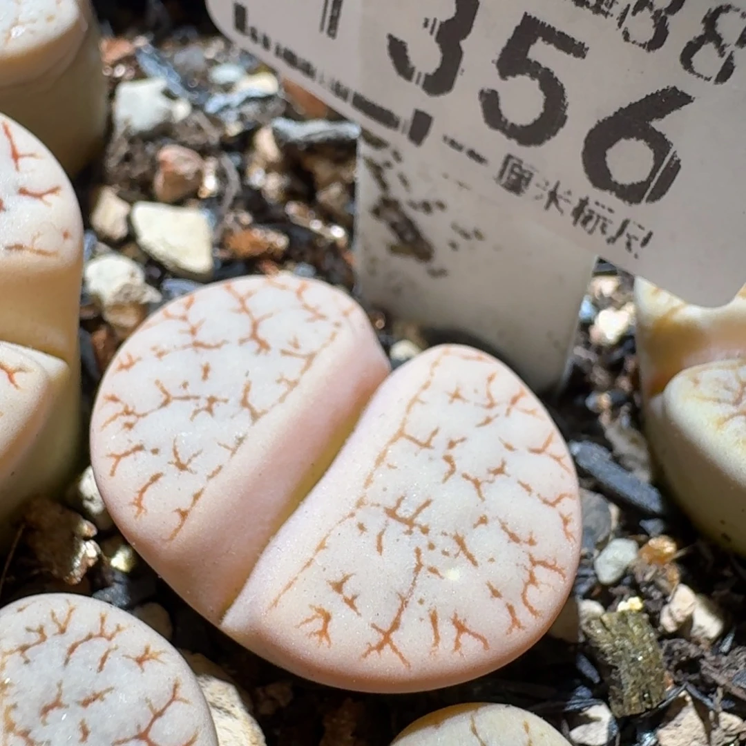 Sss便宜了便宜了1356粉荒