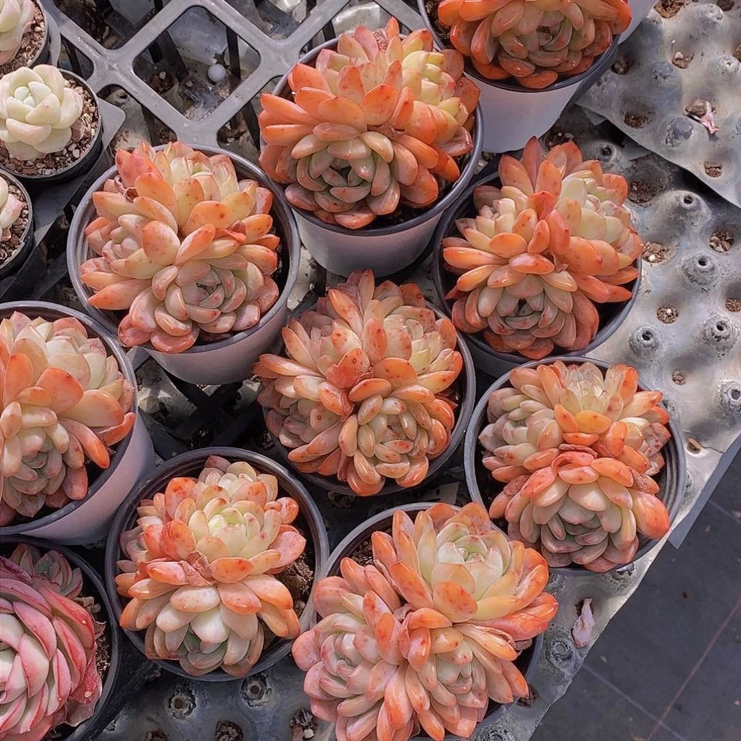 0307-韩货全明星群福利一颗 量拍