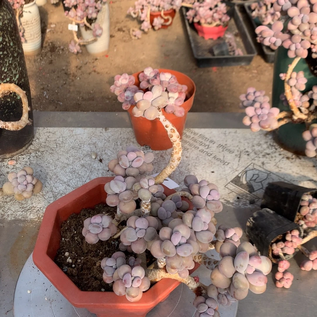 桃蛋老庄不带盆25有瑕疵福利