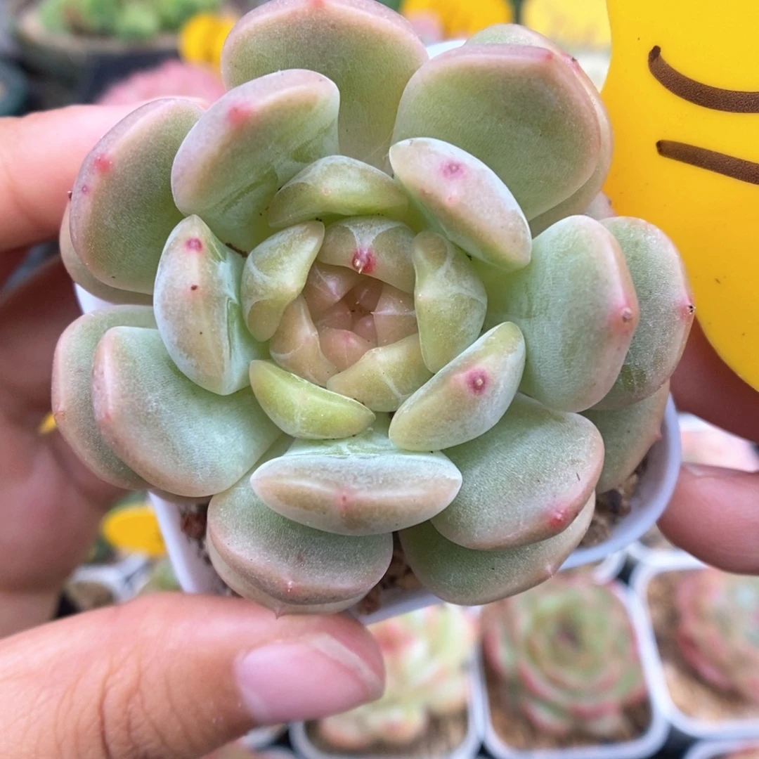 金属感珍妮379号。