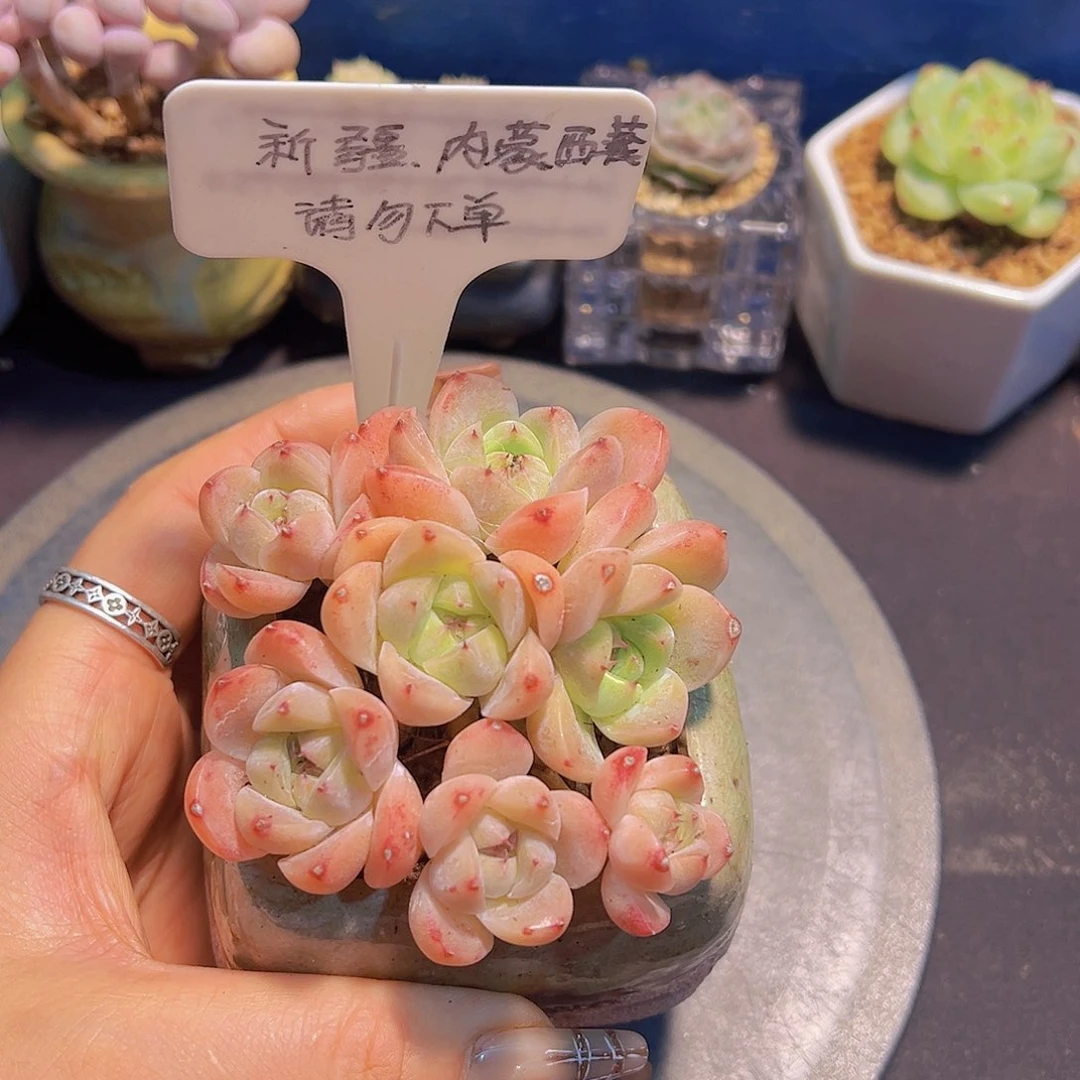 雪魄佳人，裸根发货，