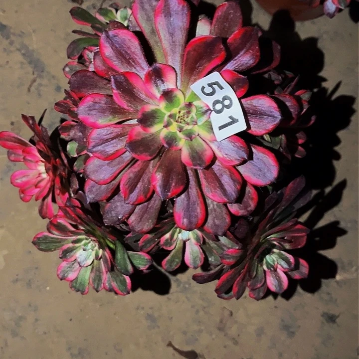 581烟花多肉植物处理不售后