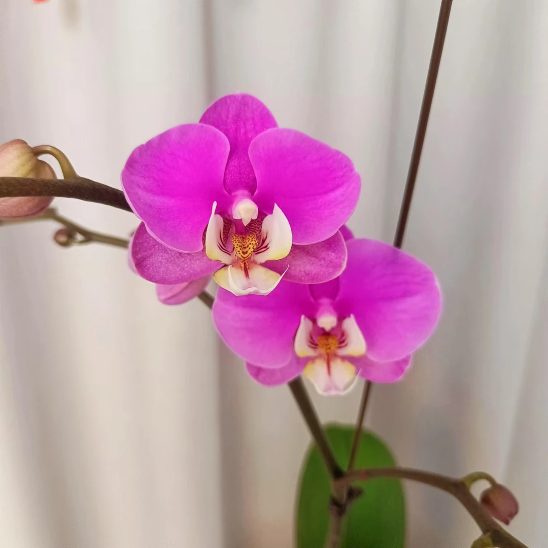 【安娜】七色鹿园艺蝴蝶兰 带花带花苞 家用观赏