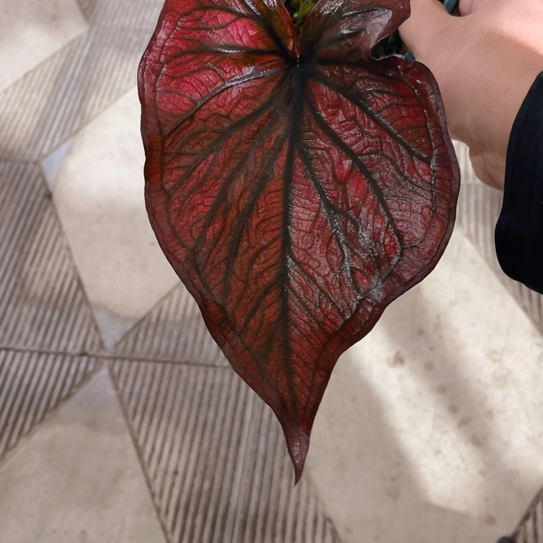 完全开放677泰彩