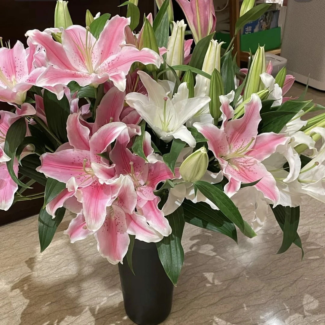 云南昆明基地直发香水百合花束水养真花家用插花