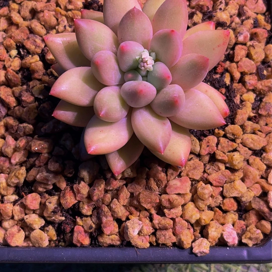 2653下午多肉植物群生