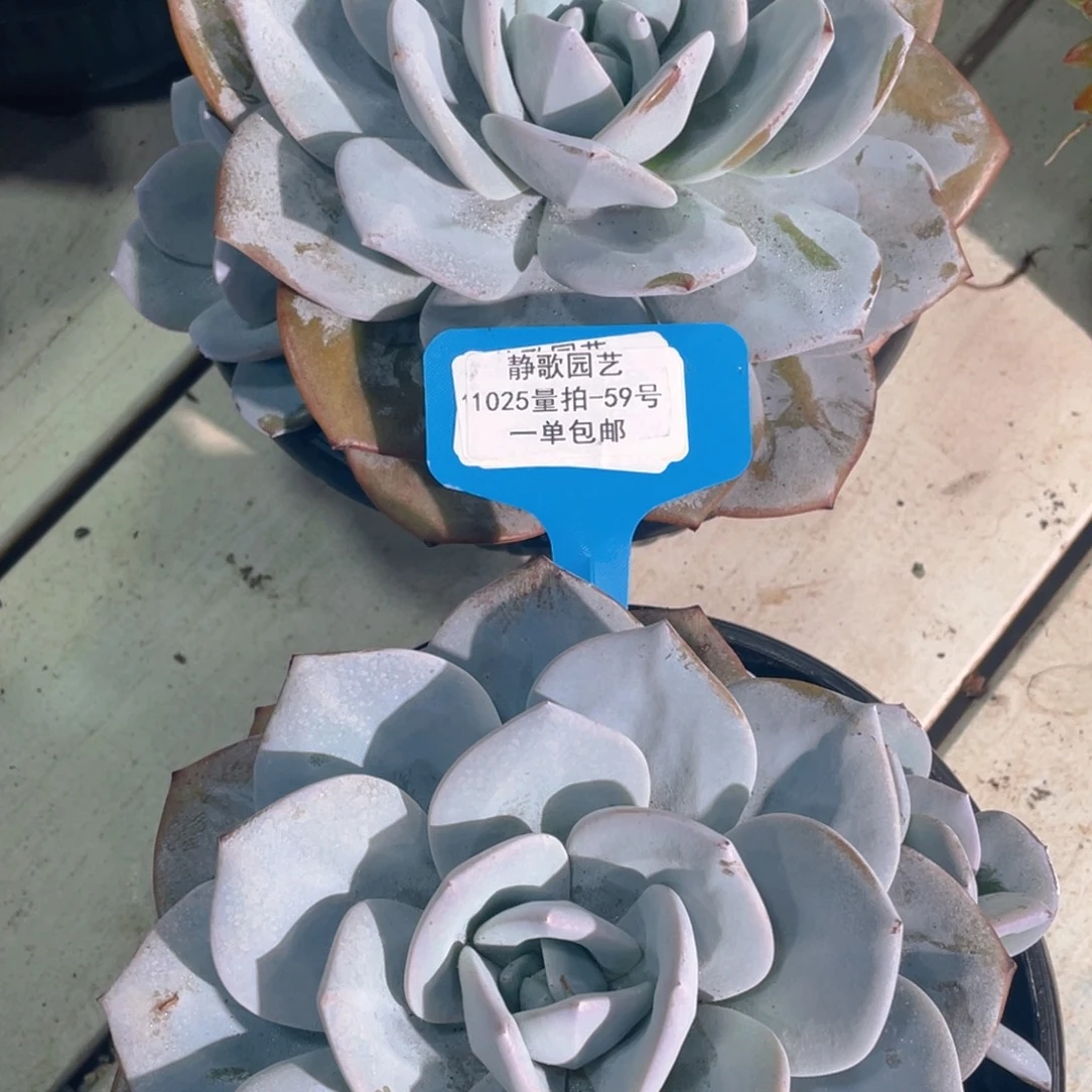 1025-59-韩版奶茶老桩带崽福利一颗