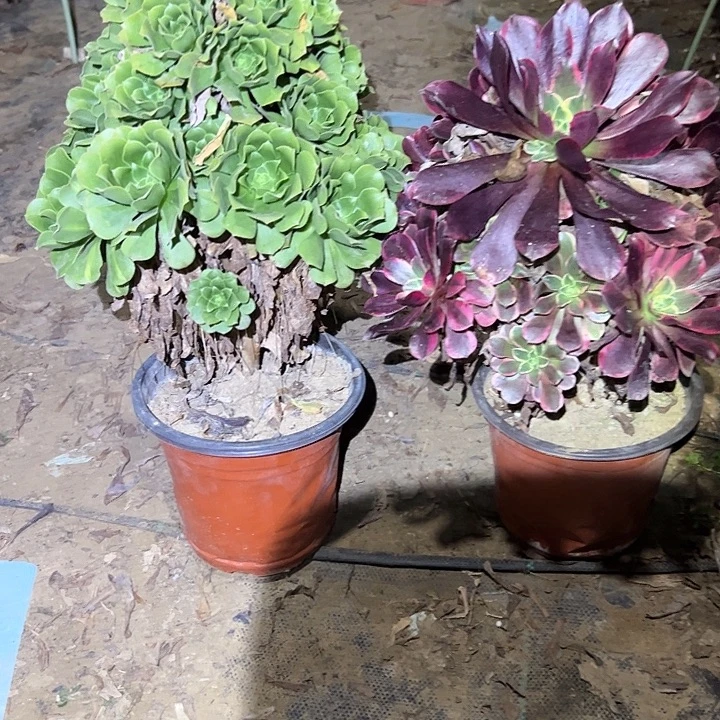 不包侧枝一物一拍29
