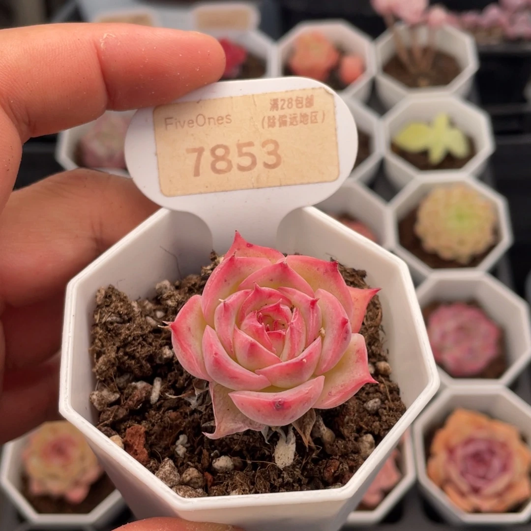 孤星7853-4.0厘米