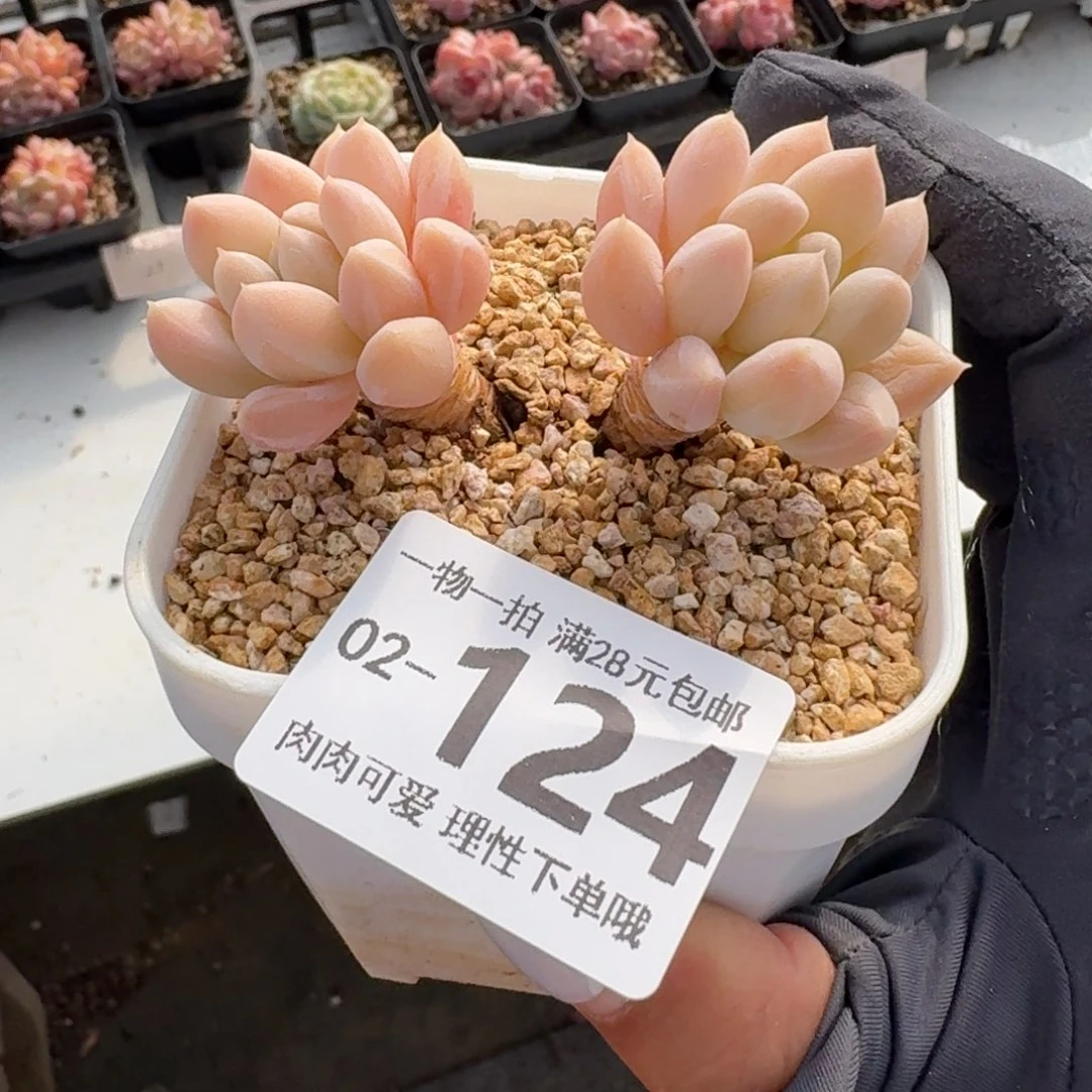 星空美人无盆土发货无盆