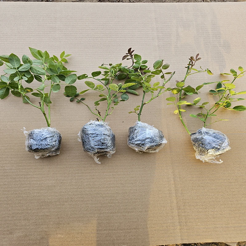 爬藤月季小苗一颗