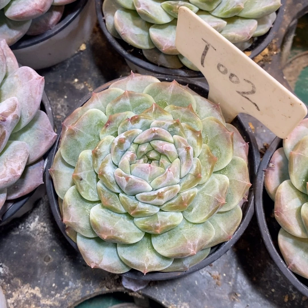 可以吗你说你不知道吗你不