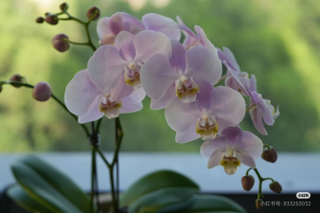 【兰语甄选】(天使)3.0寸梦幻粉色中花型蝴蝶兰苗