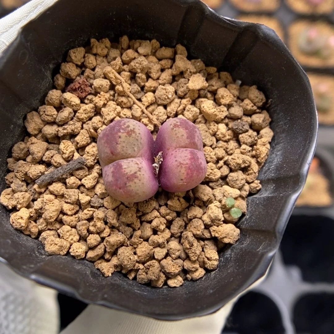 多肉植物肉锥杂交K-3544