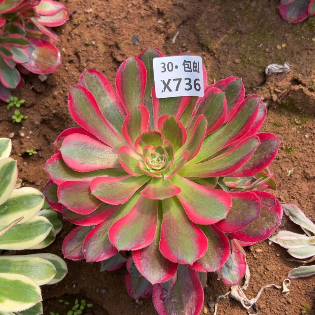 努****钱736皇后，多肉法师