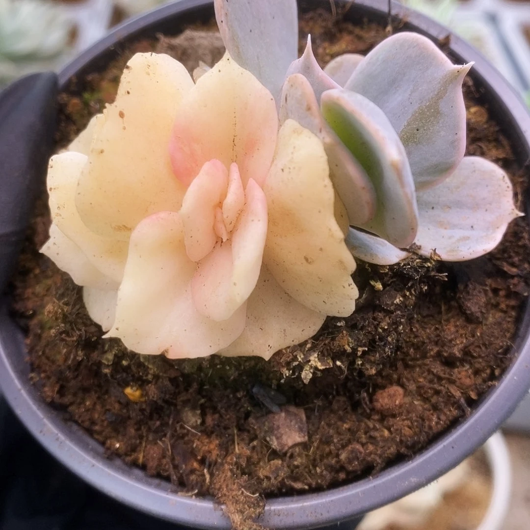 075双子座锦锦锦锦锦锦锦