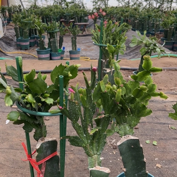 用***311号灵犀00000000000000