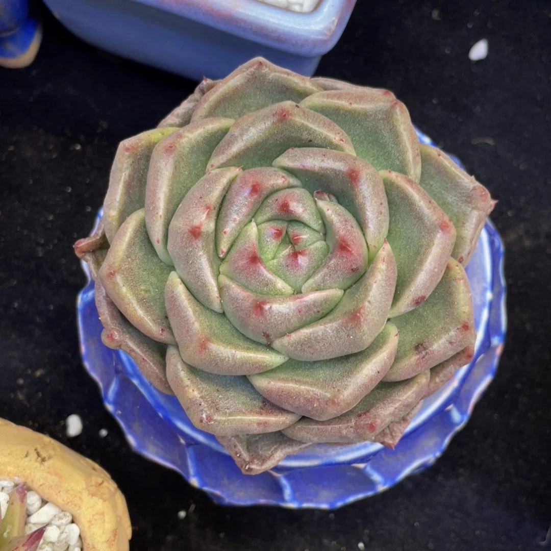 白***白多肉植物盆栽多肉