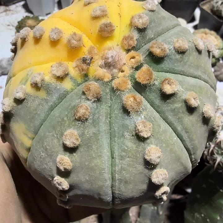 11公分大叶连心兜锦仙人球