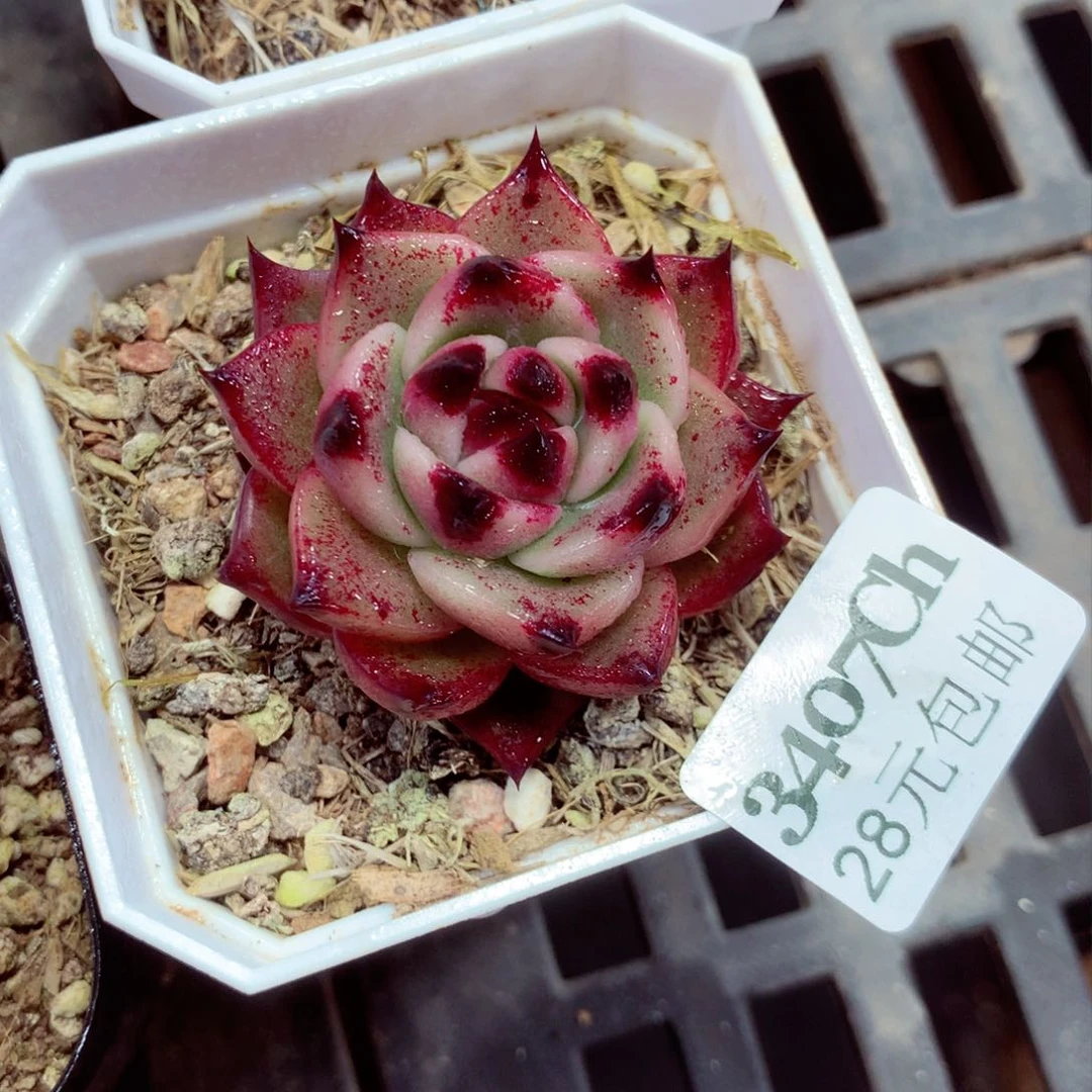 5厘米盆精控多肉3407