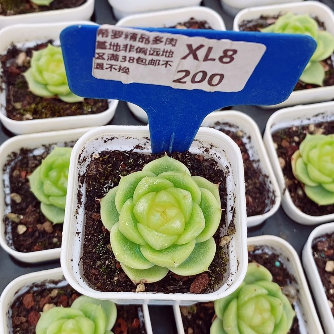 ?**?流心扶摇3.5cm多肉植物