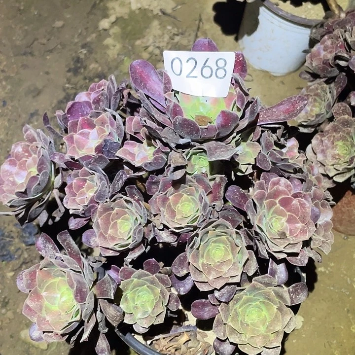 多肉植物法师268花呐