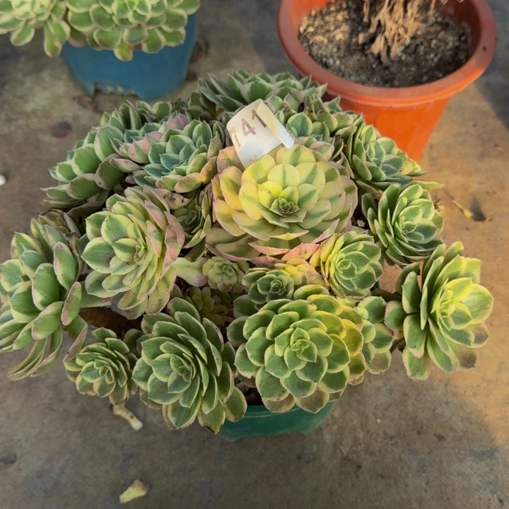 0000000000000741玉芙蓉