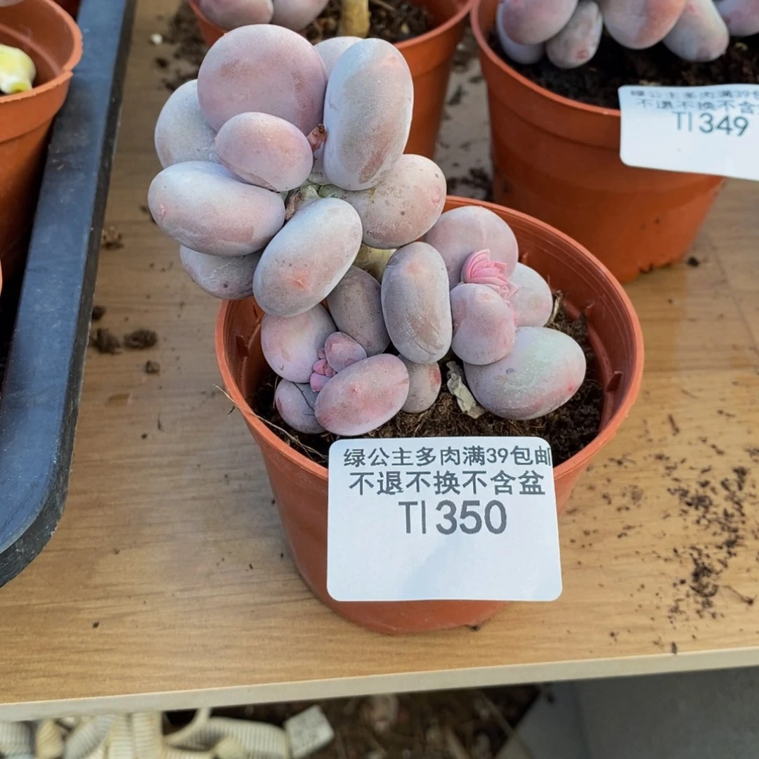 歡*এ350大叶奶多肉7c m