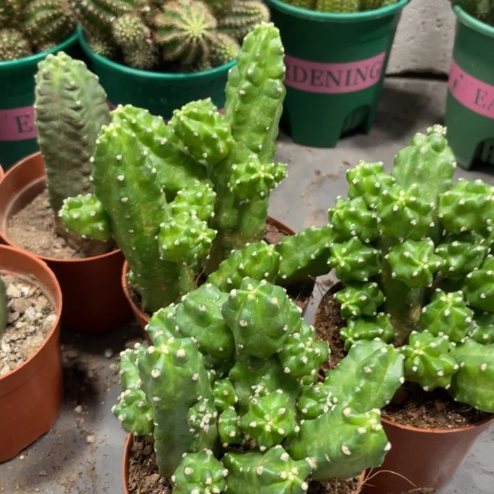 群生多头桃太郎一杯