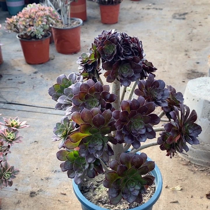 黑法多肉植物51。