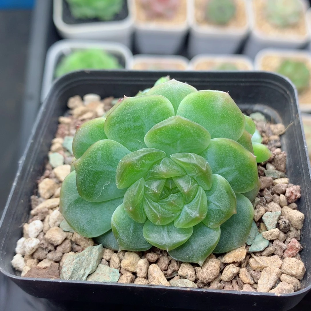 58包邮  群生不包整无尽灯61