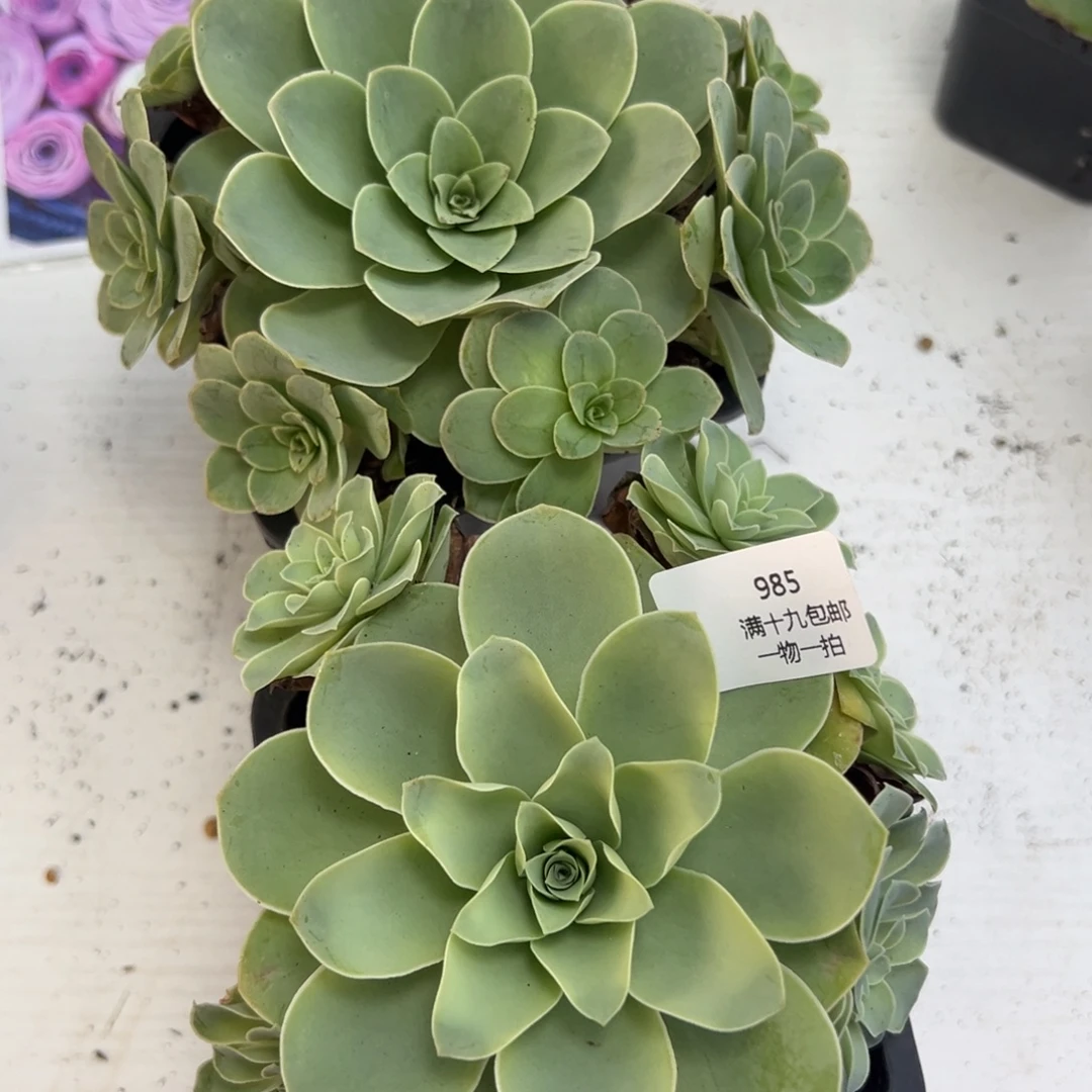 985 山地玫瑰基地带盆土