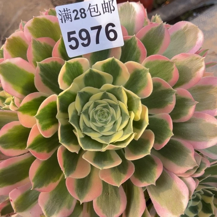 5976白凤多肉植物