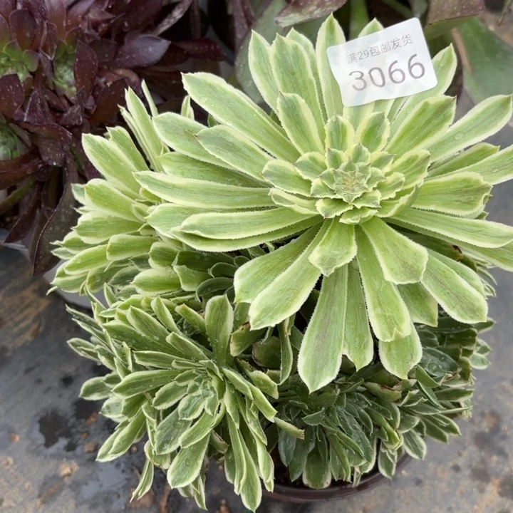 碧浪多肉法师3066