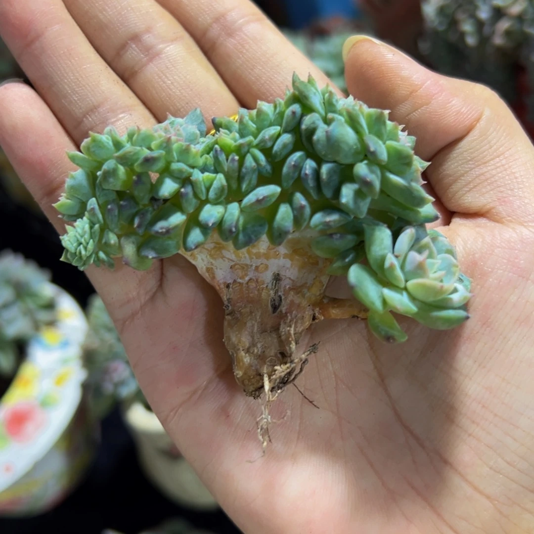 A***草莓冰沙琥珀缀化