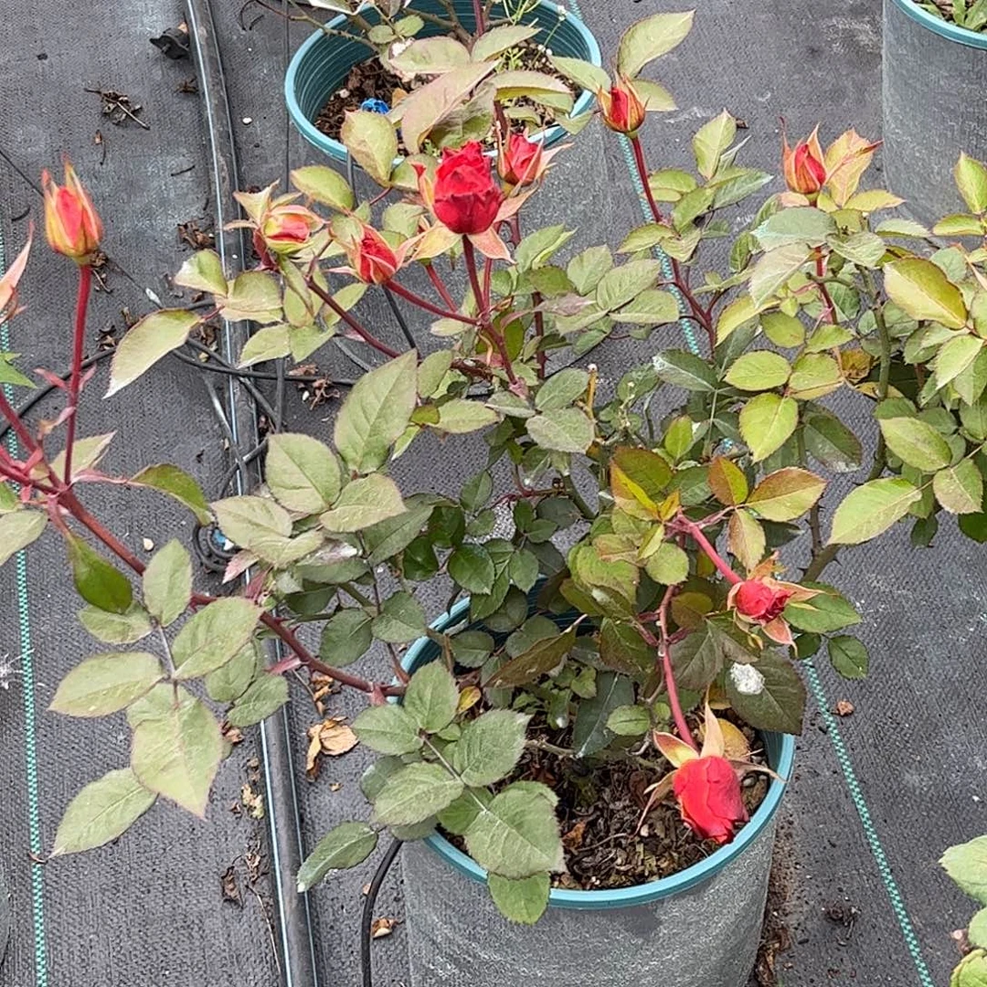 无花朵帕茨，1.8加仑土球发货